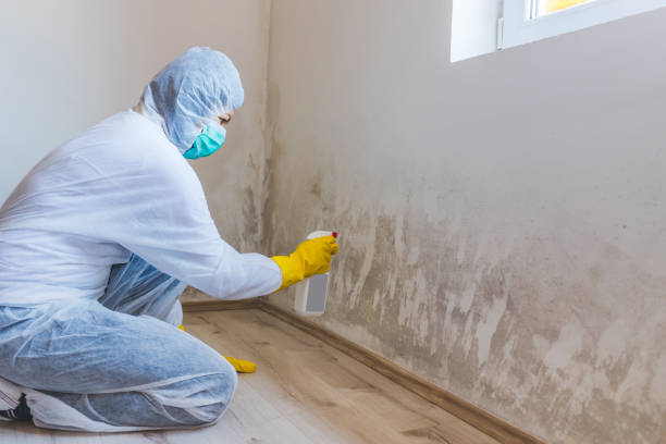 Licensed Black Mold Removal service in Calvin, PA - WQB Mold Removal