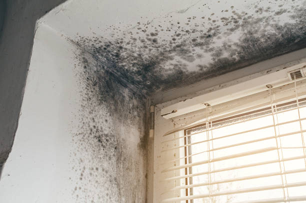 Affordable Black Mold Removal solutions in Calvin, PA