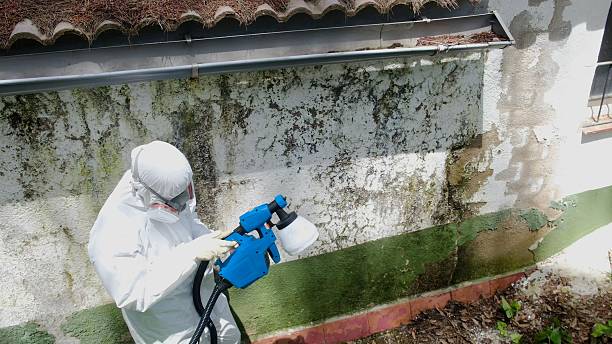 Top rated local Black Mold Removal specialists in Calvin, PA